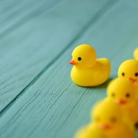 Line of yellow rubber ducks, moving in an orderly line, with one yellow duck breaking ranks moving out of the line following it's own direction, set on a turquoise colored wooden grained background, conceptually representing water. Concept image representing; standing out from the crowd, against the grain, freedom, individuality, against the grain, change, innovation etc.